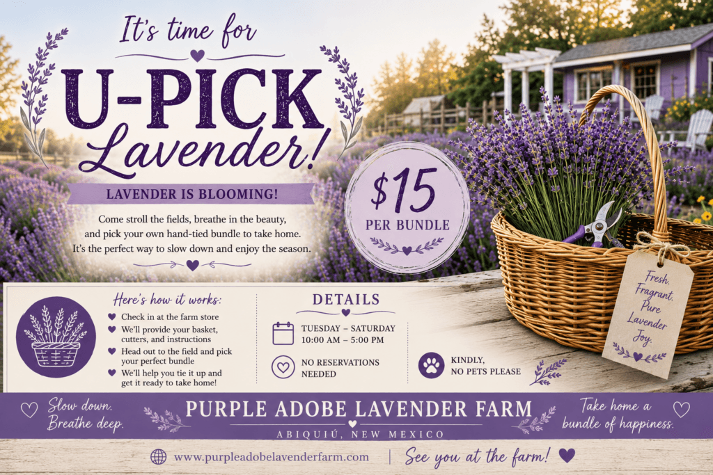 Purple Adobe Lavender Farm photo 2