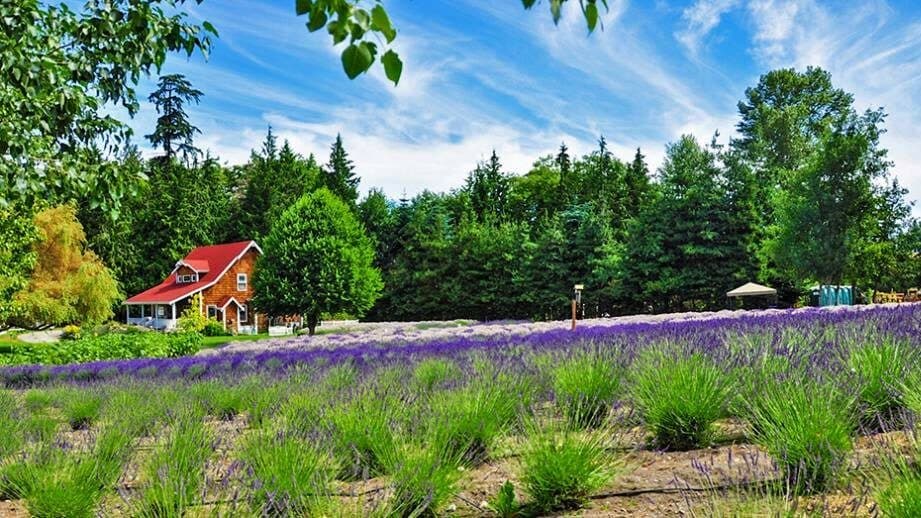 Purple Haze Lavender Farm