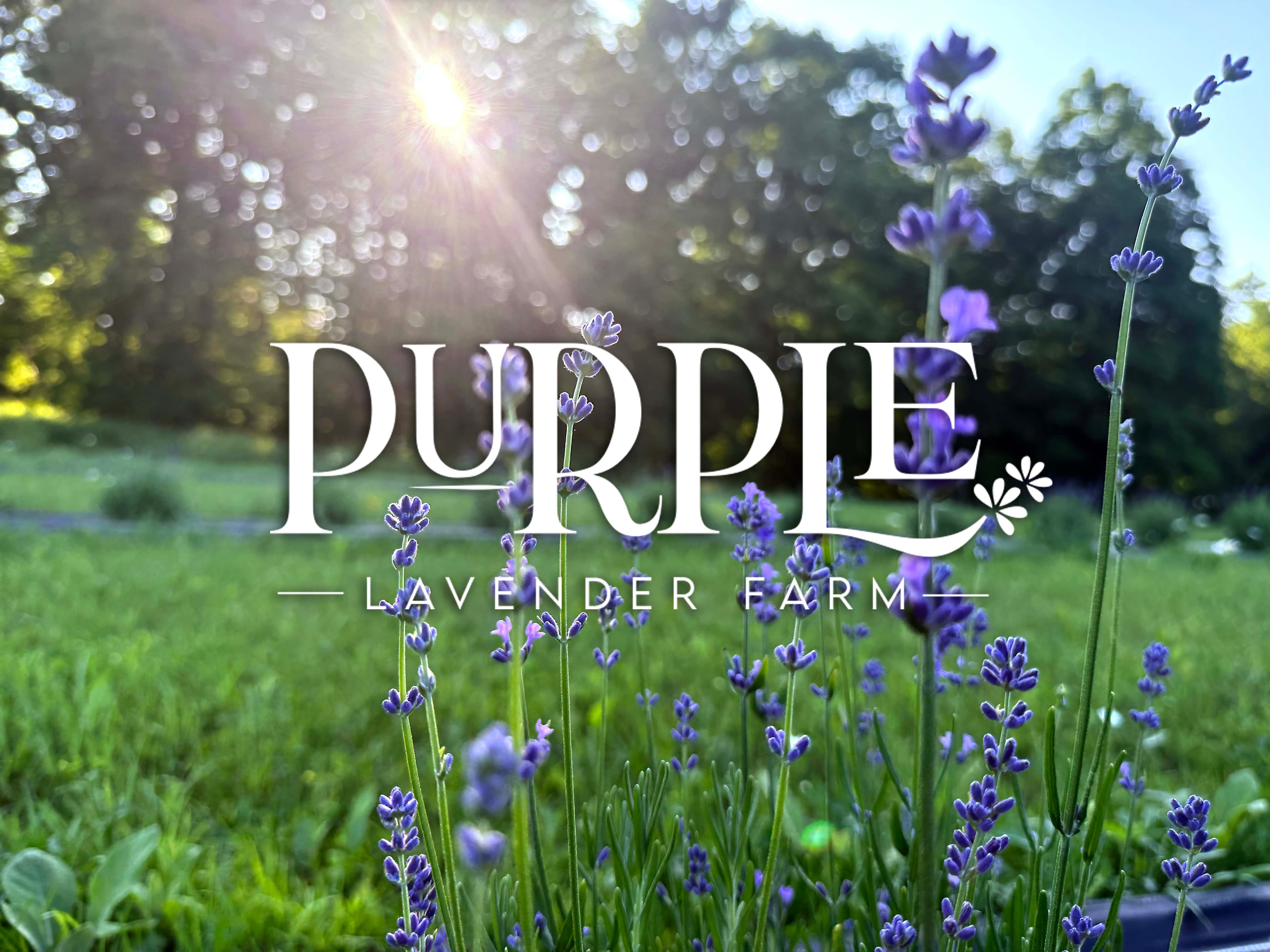 Purple Lavender Farm photo 2
