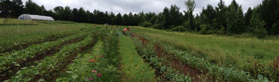 Rag & Frass Farm