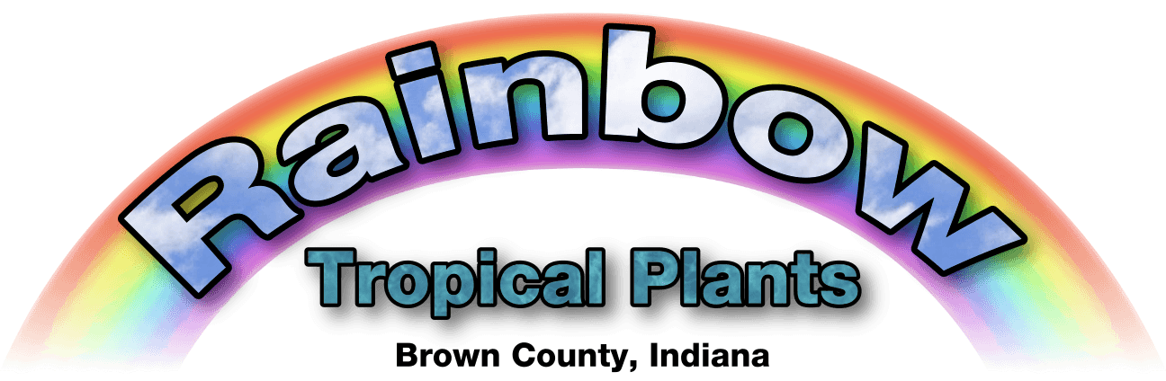 Rainbow Tropical Plants