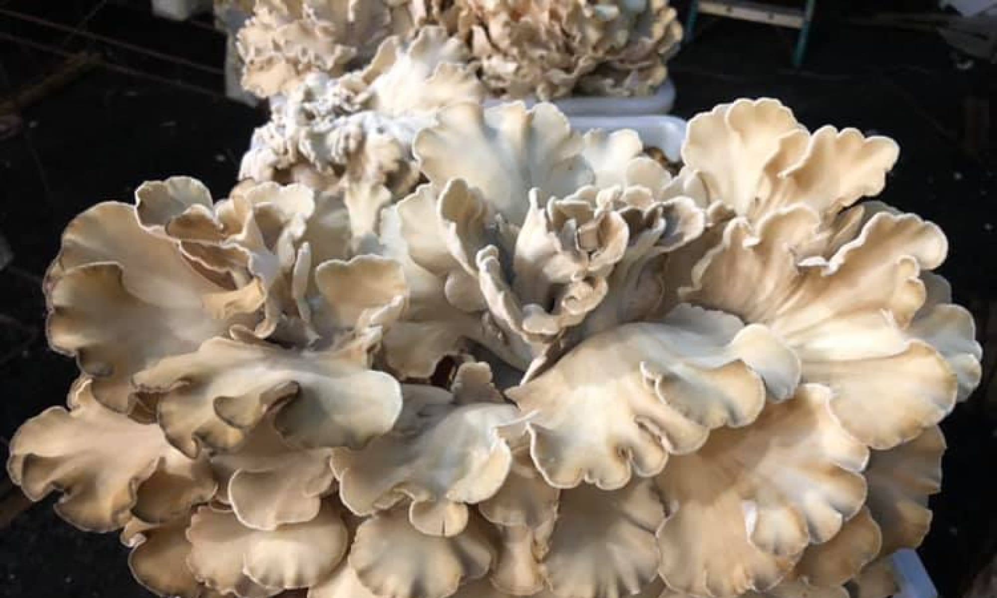 Rainforest Mushrooms