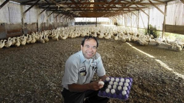 Ramona Duck Farm