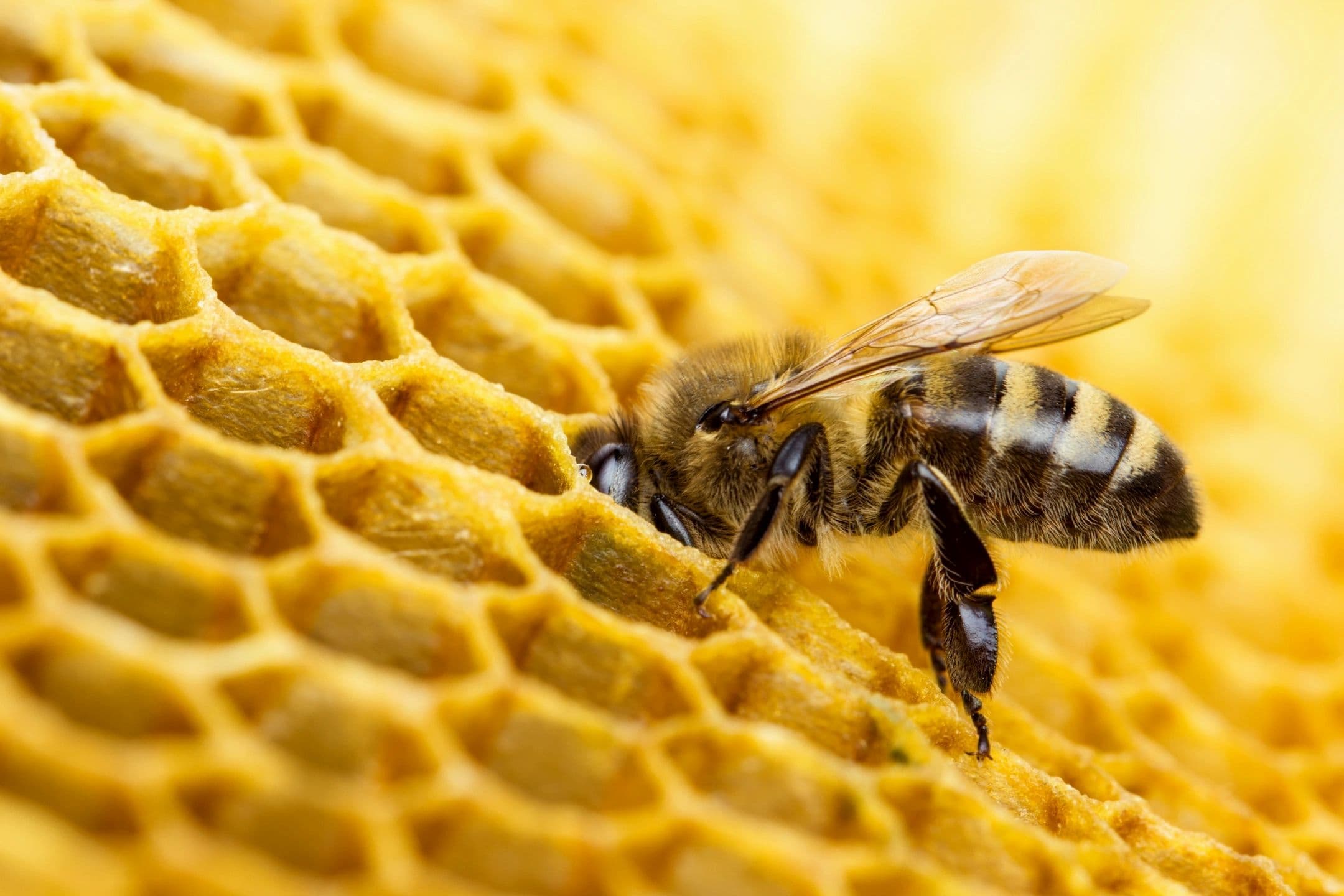 Randalia Hives photo 2
