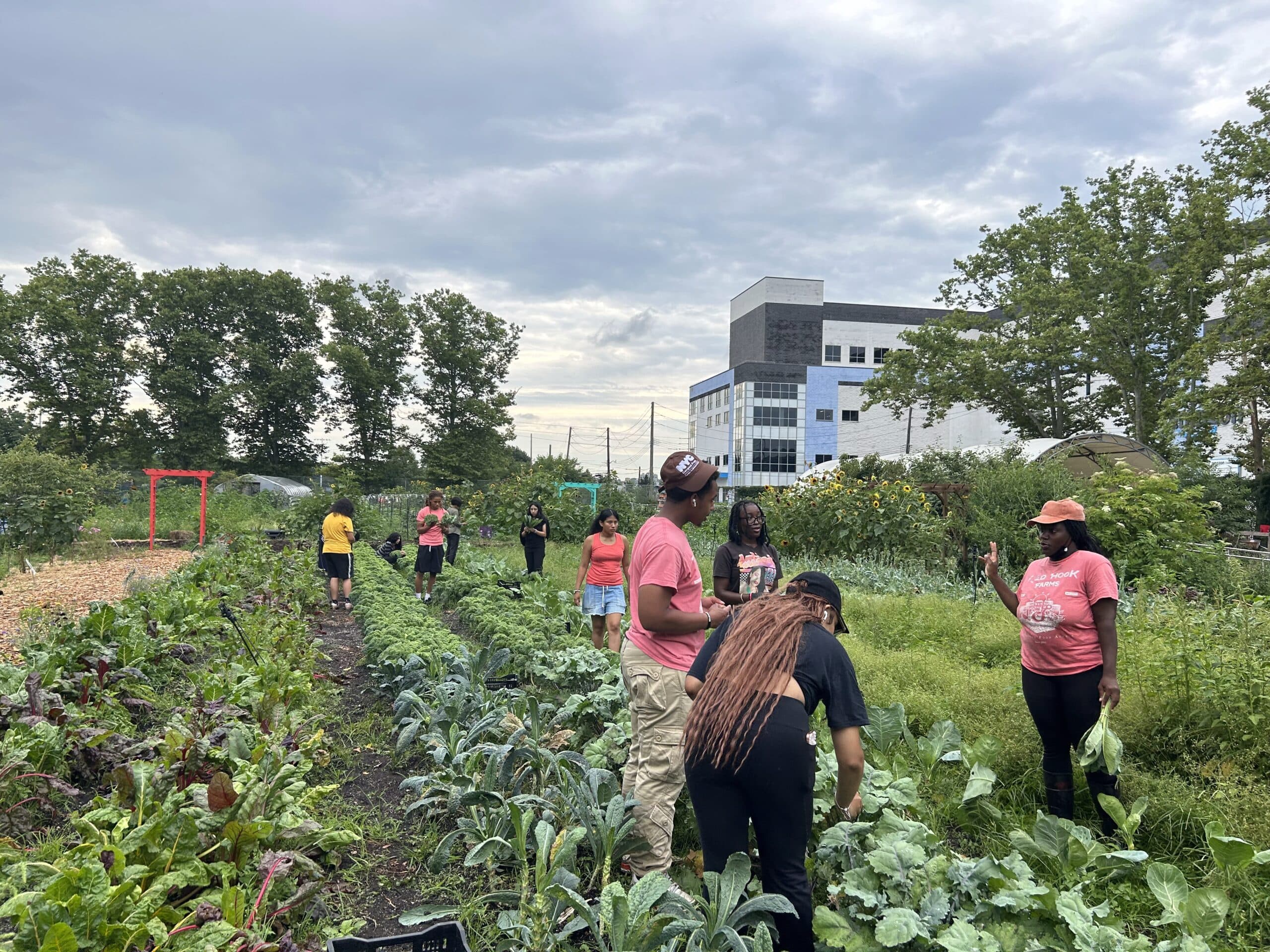 Red Hook Farms - Columbia Street Farm photo 2