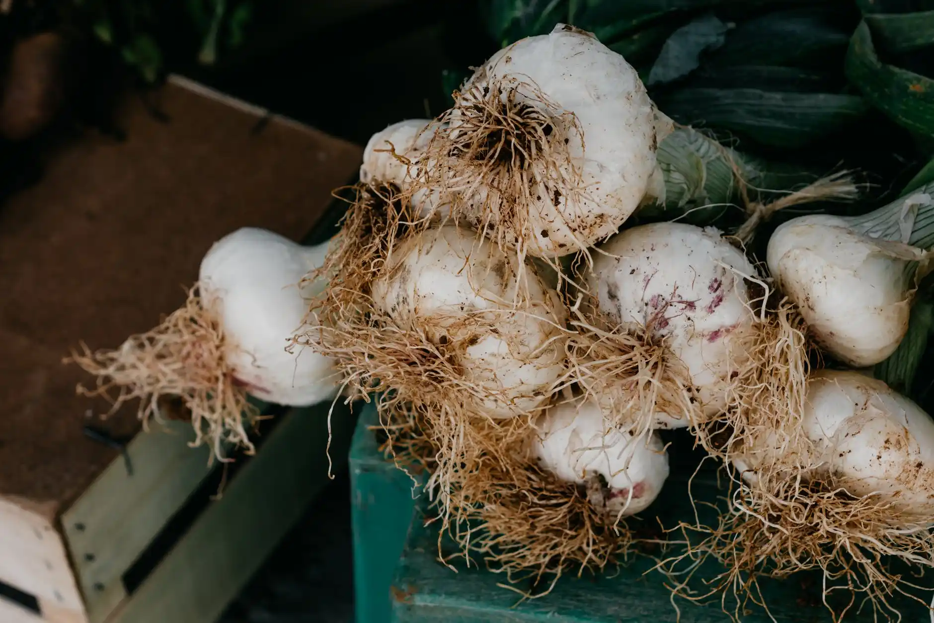 Red River Garlic and Produce