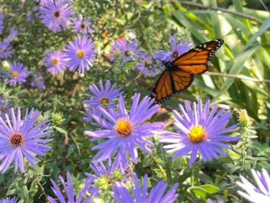 ReWild Memphis