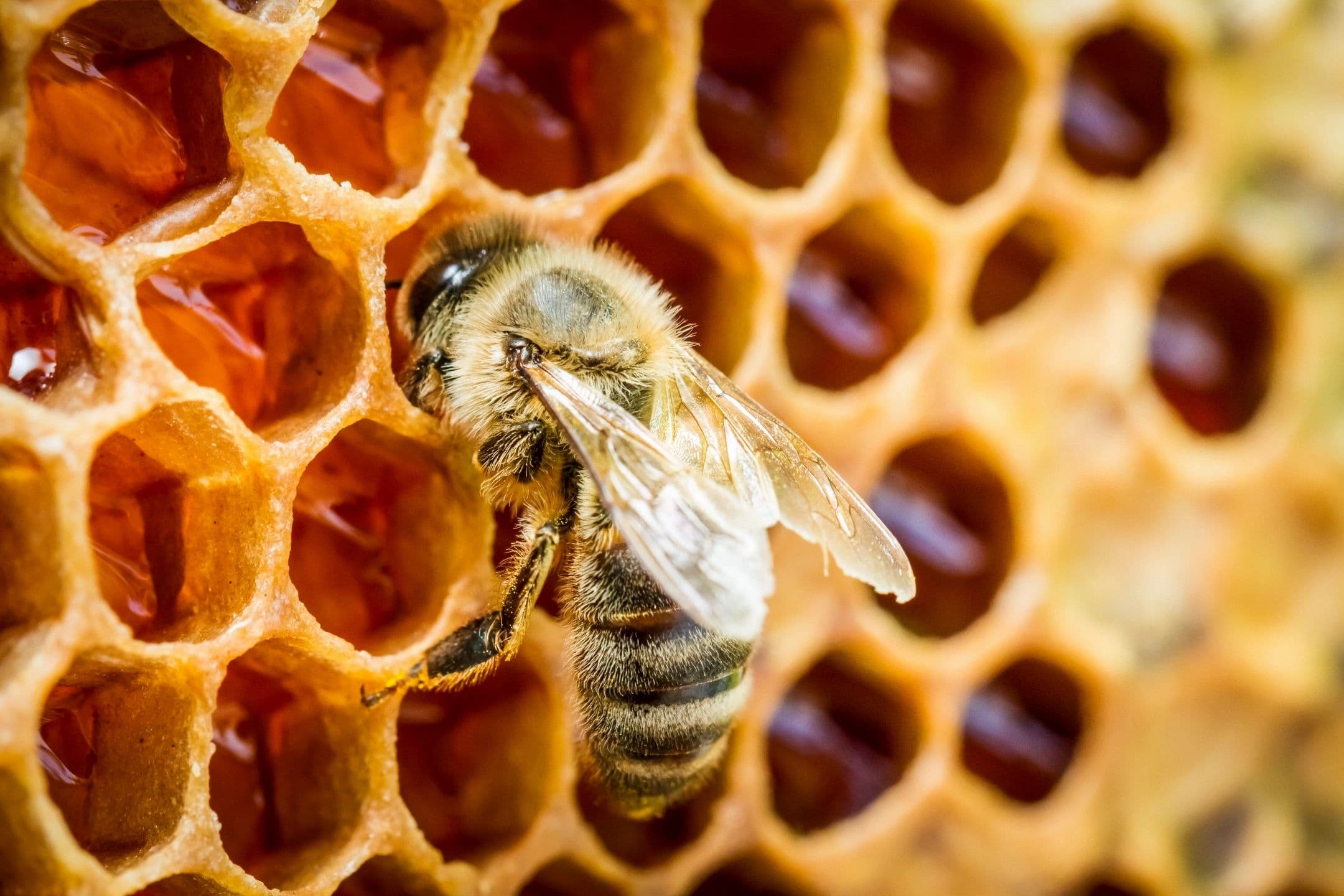 RICHES Apiary photo 2