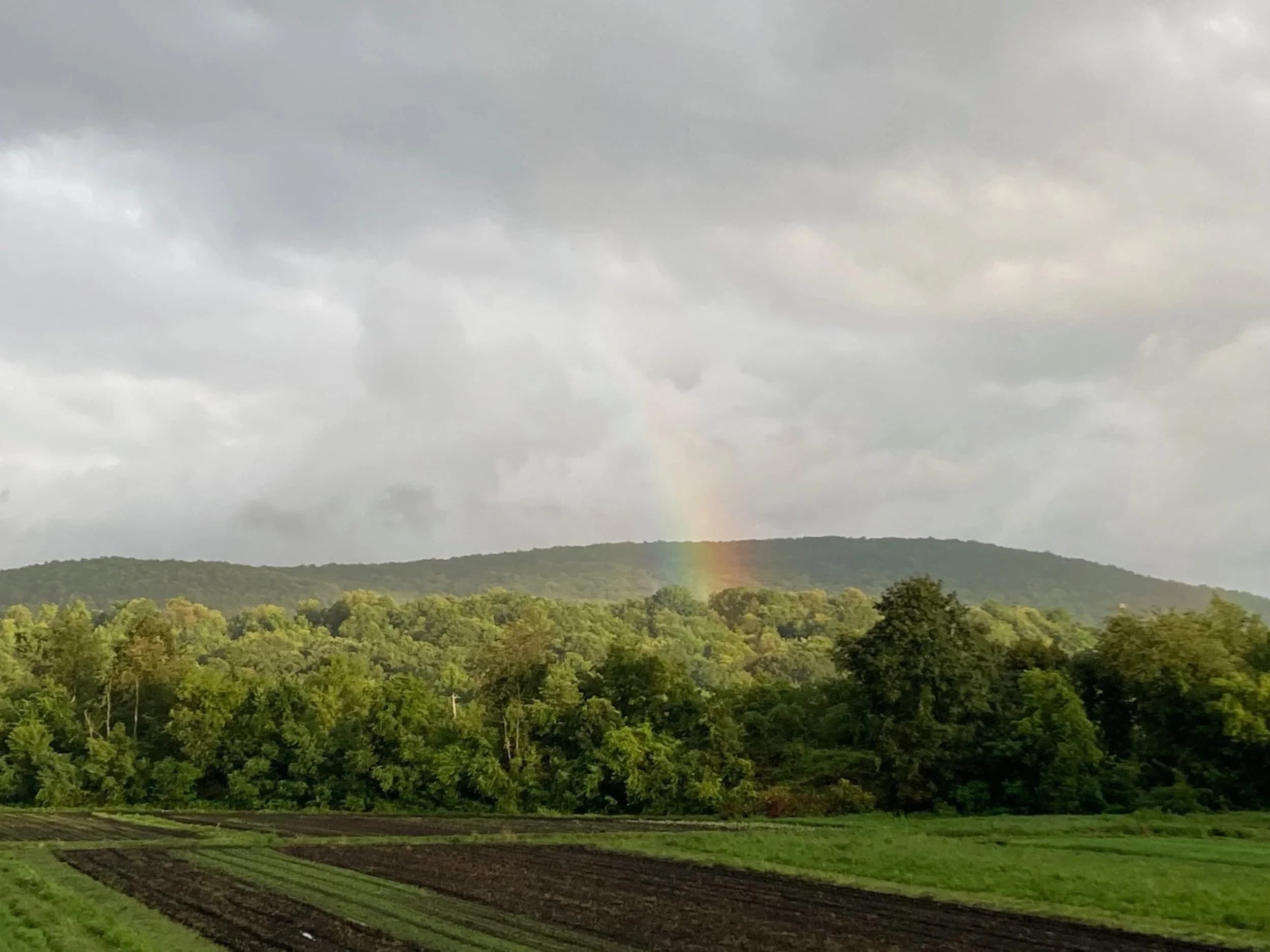 Rise & Root Farm photo 2