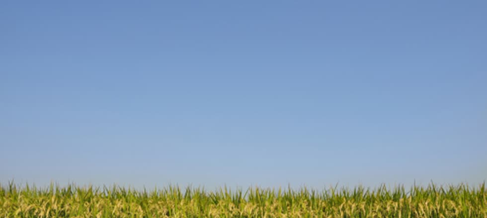 Roberts Seed Inc.