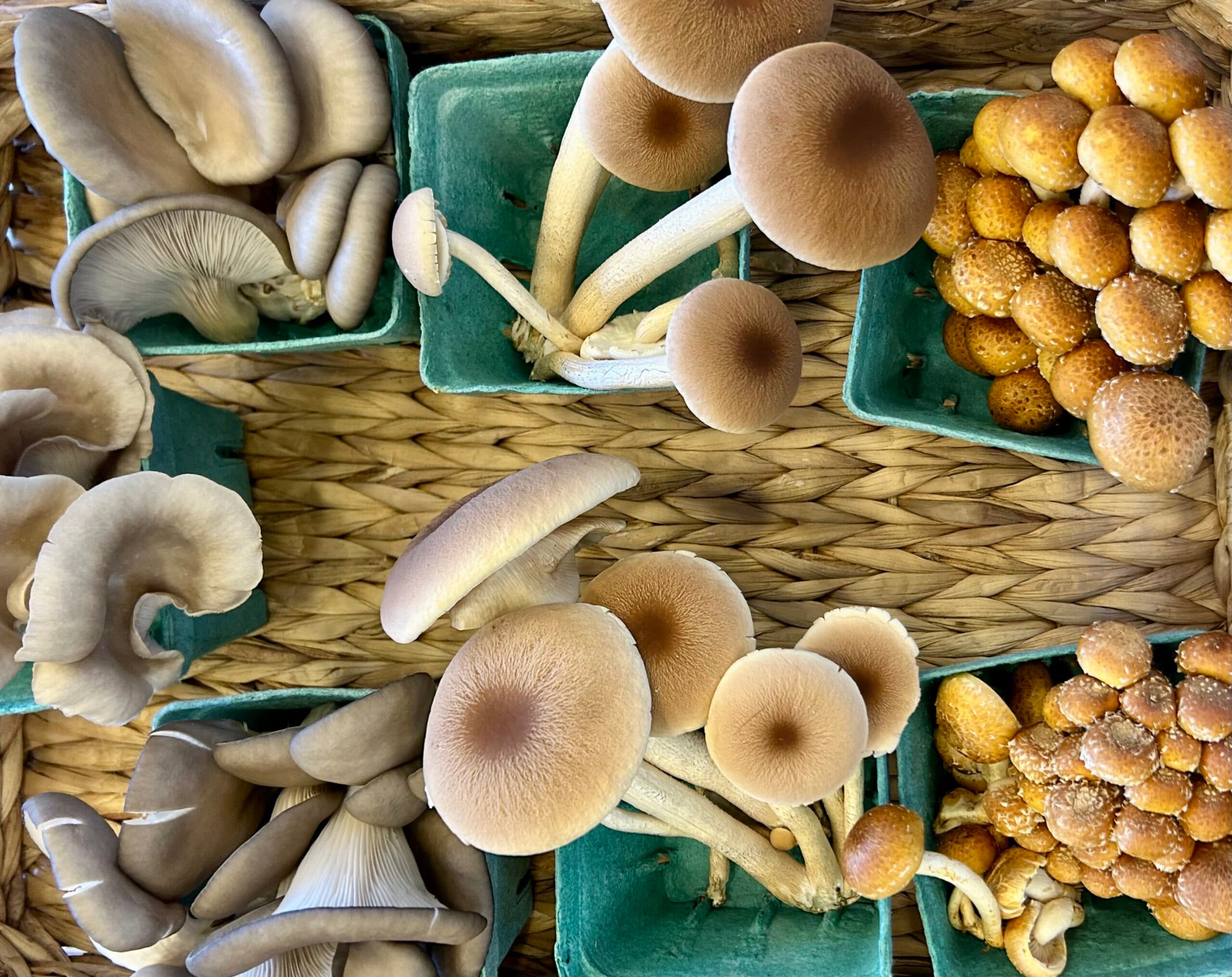 Rock River Valley Mushrooms