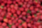 Rodriguez Farms