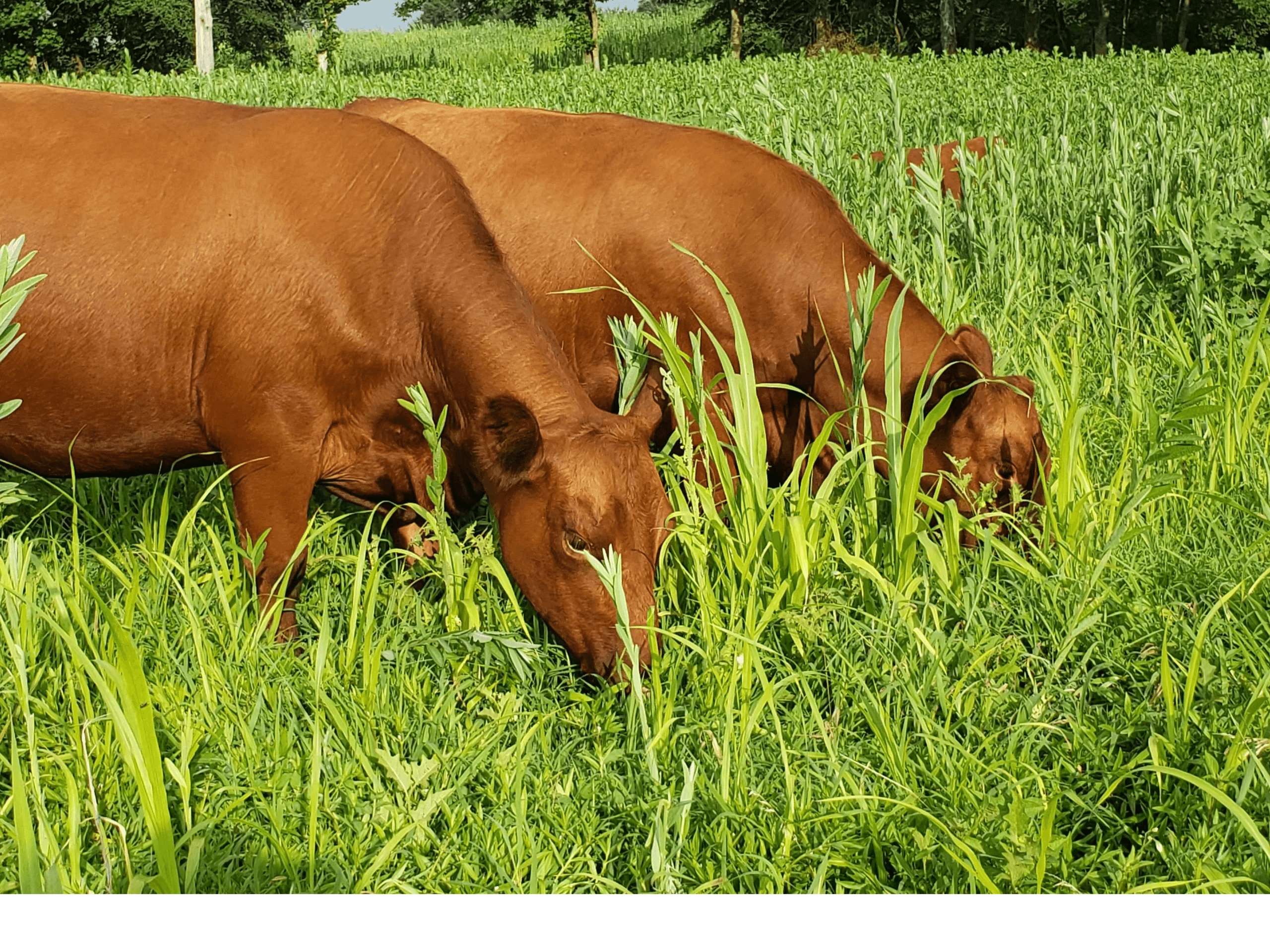 Rogers Cattle Company photo 2