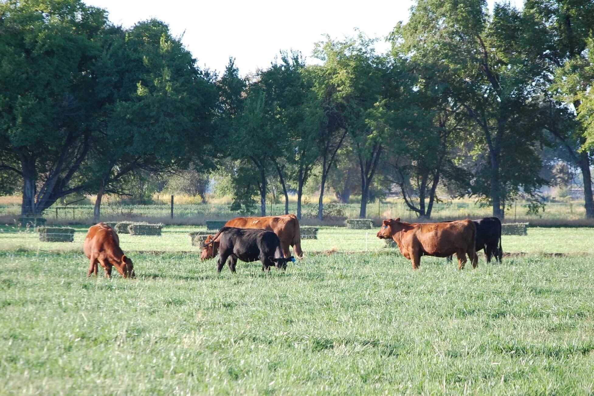 Rolling Horse Ranch