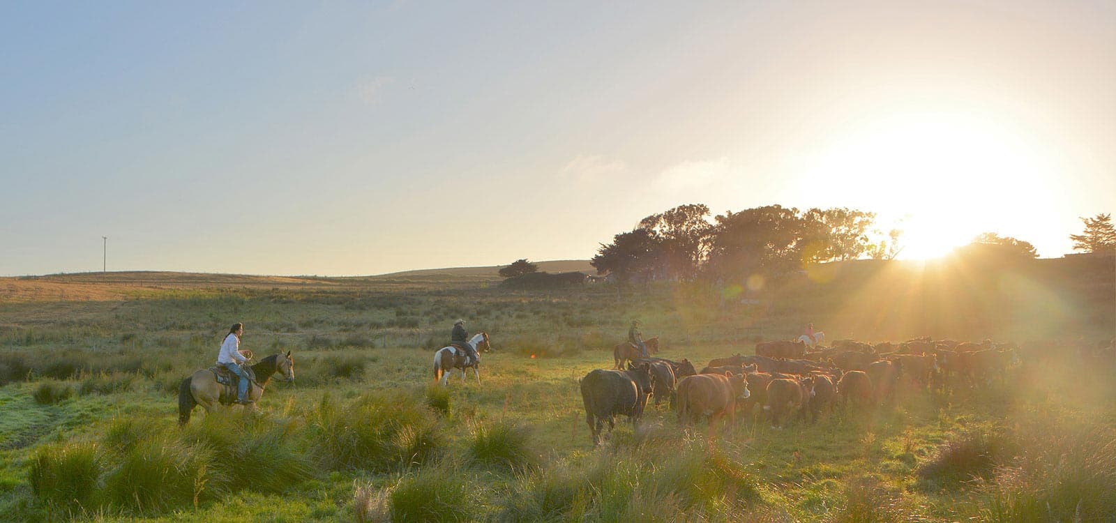 Rossotti Ranch