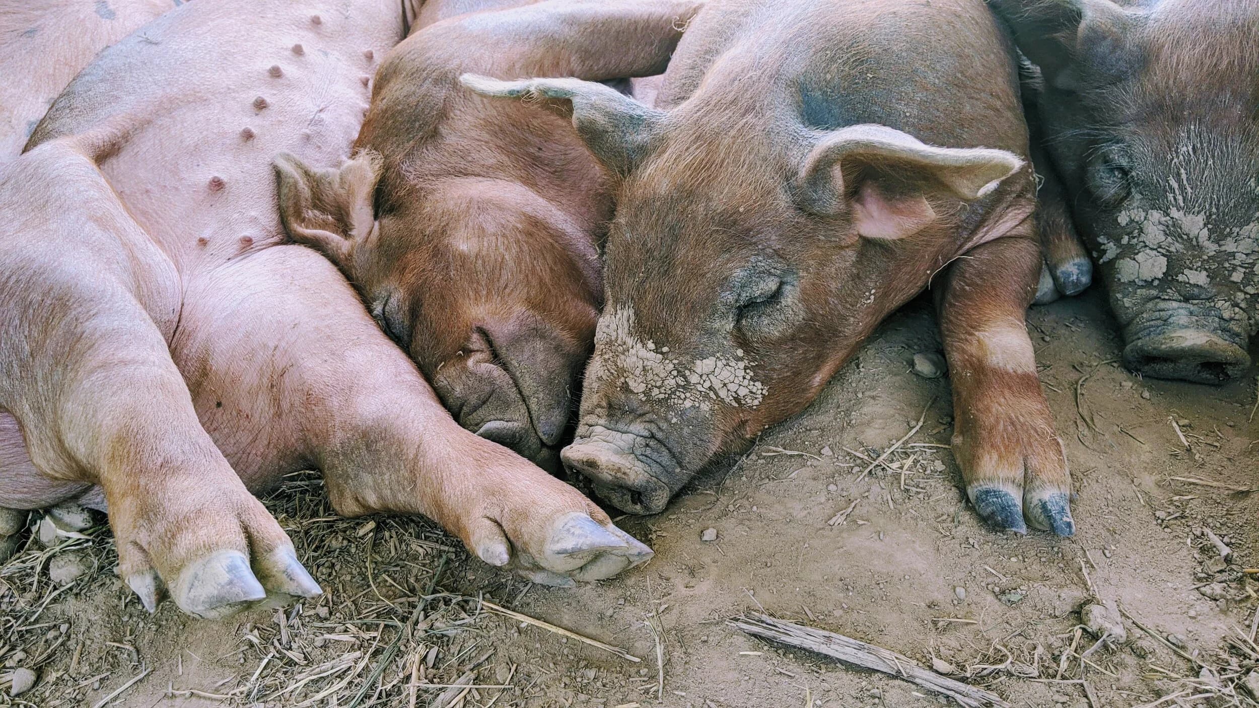 Sabbath Farm