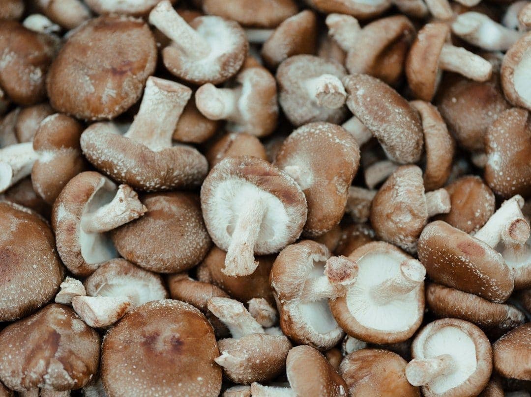 Sacred Mushrooms photo 2