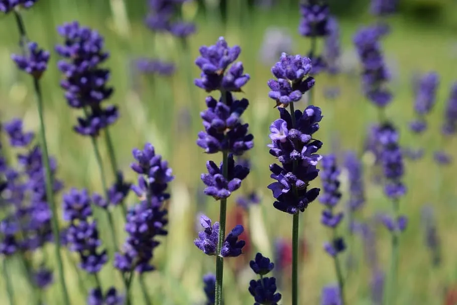 Saddle Creek Lavender Farm