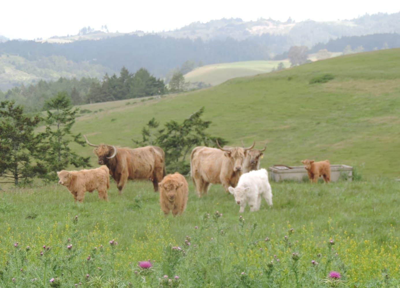 Salmon Creek Ranch
