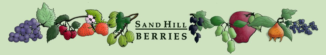 Sand Hill Berries photo 2