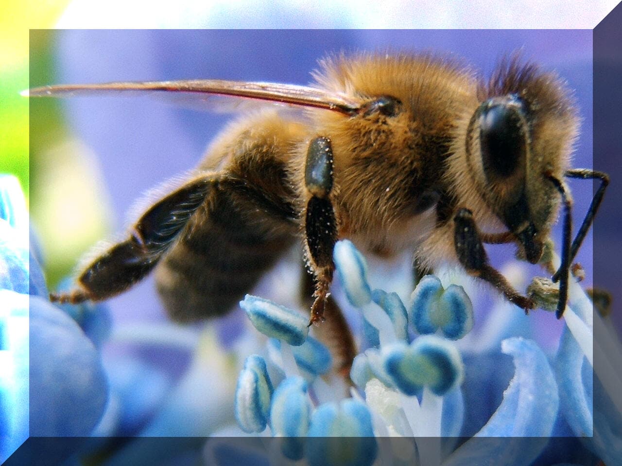 Sasse's Apiary