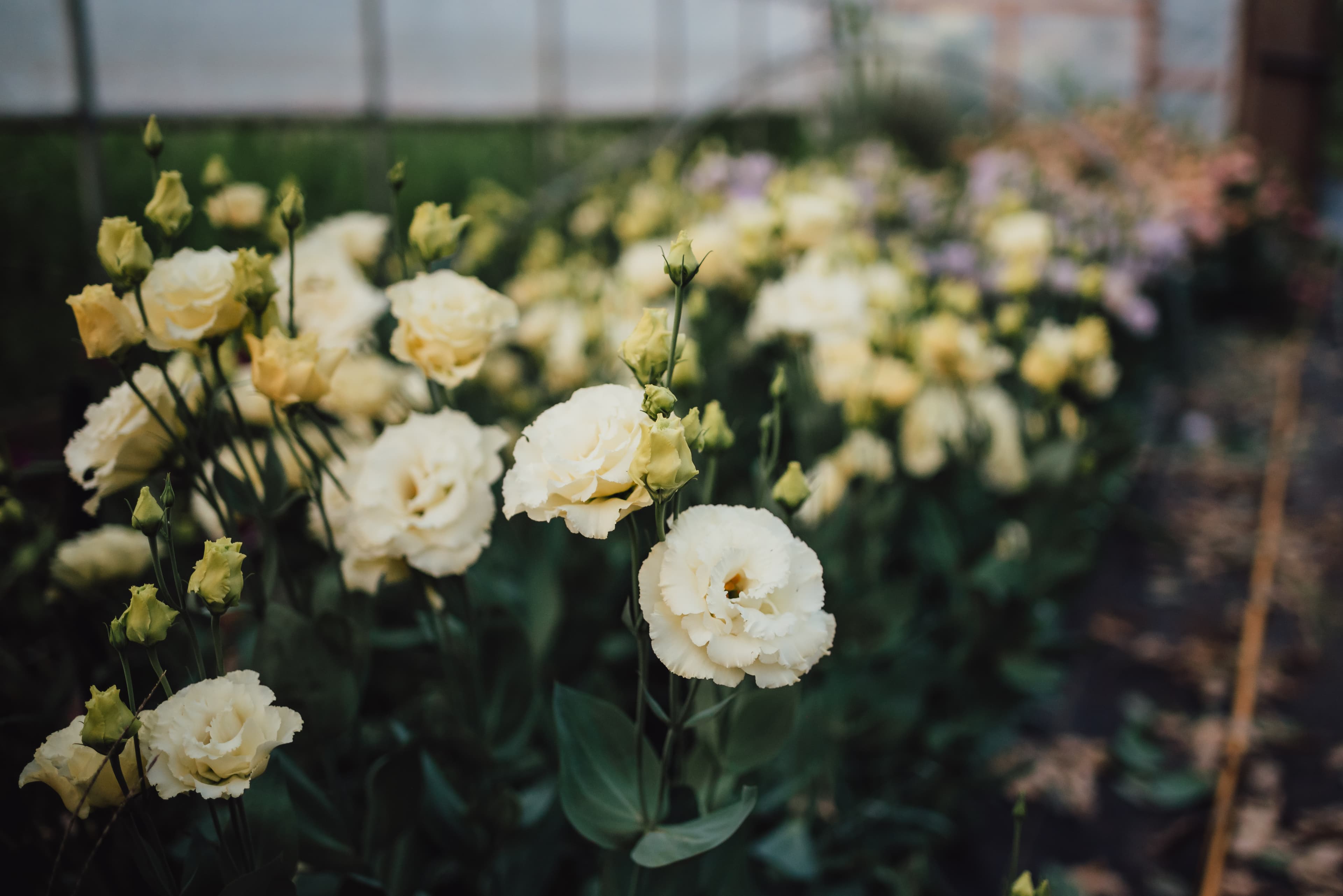 Schell Farm Gardens