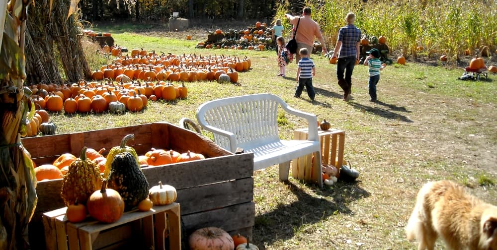 Scholl Farms