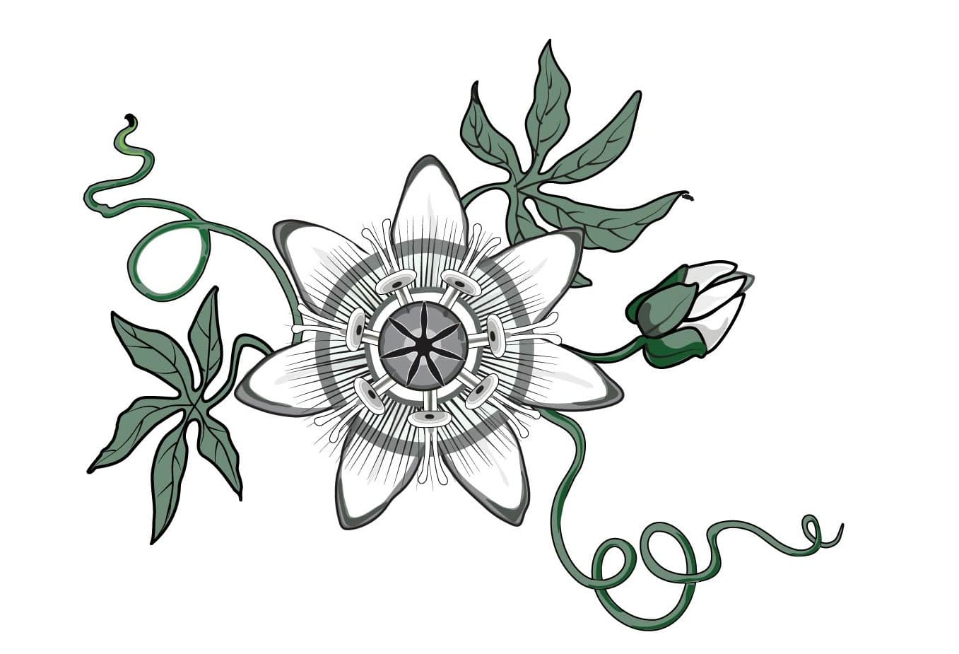 Seven Sisters Botanicals