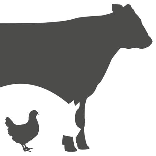 Seven Sons Farms