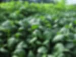 Sheila Bird Farms