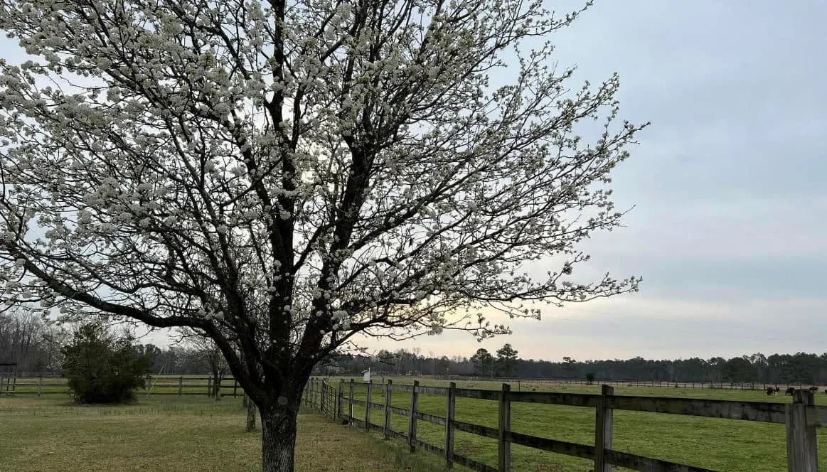 Shingleton Farms photo 2