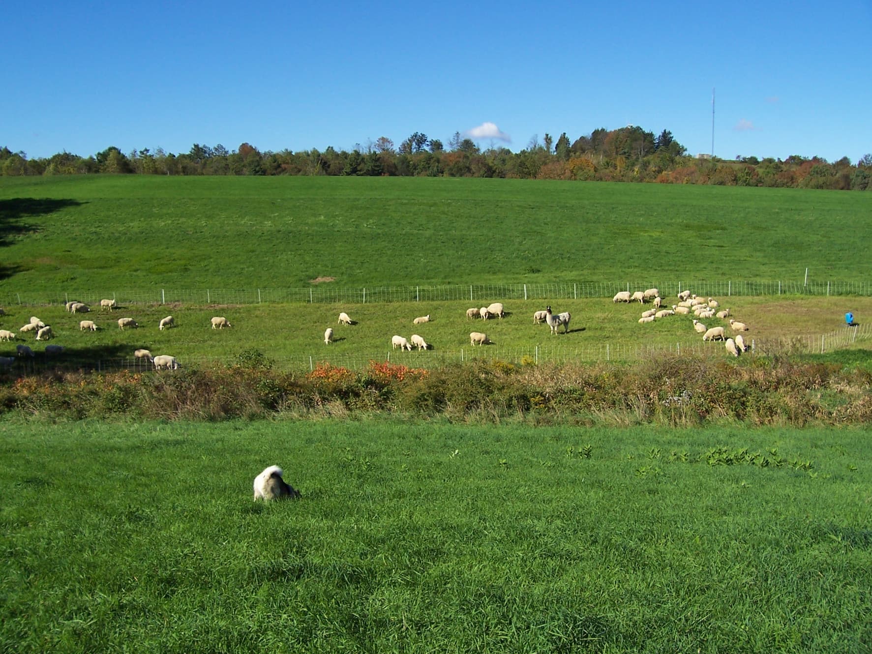 Signal Rock Farm photo 2