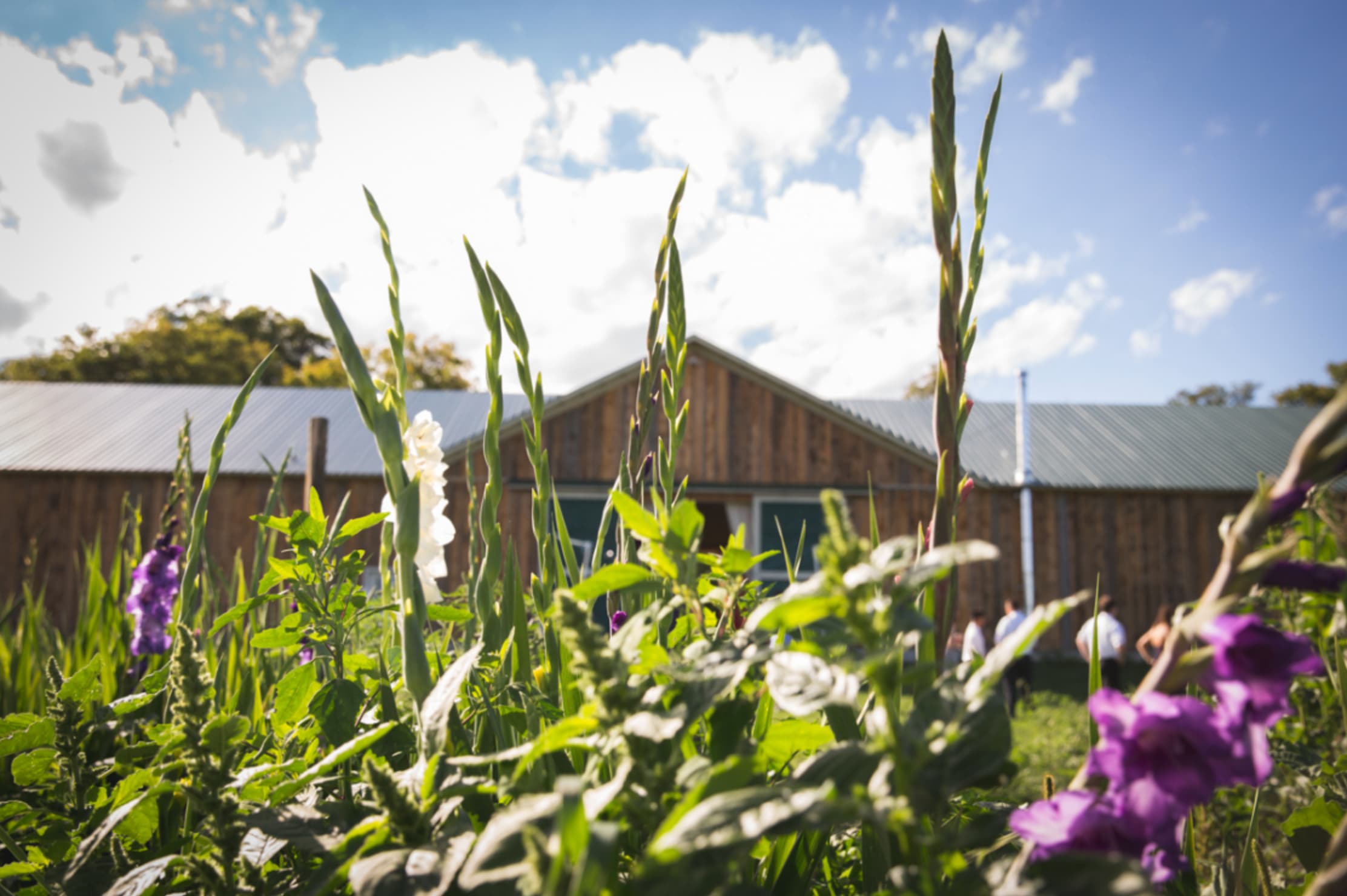 Silver Queen Farm photo 2