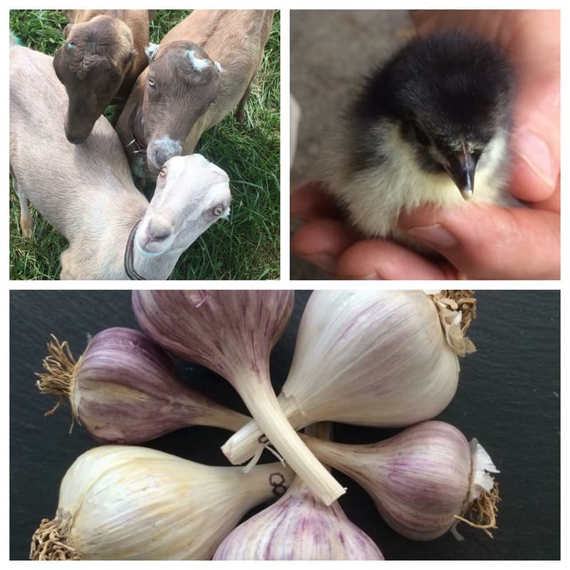Sirocco Ridge Farm