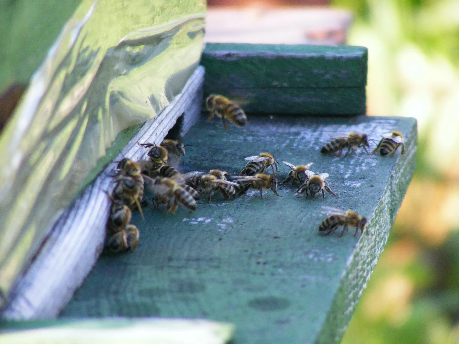 SKY HIGH BEES photo 2