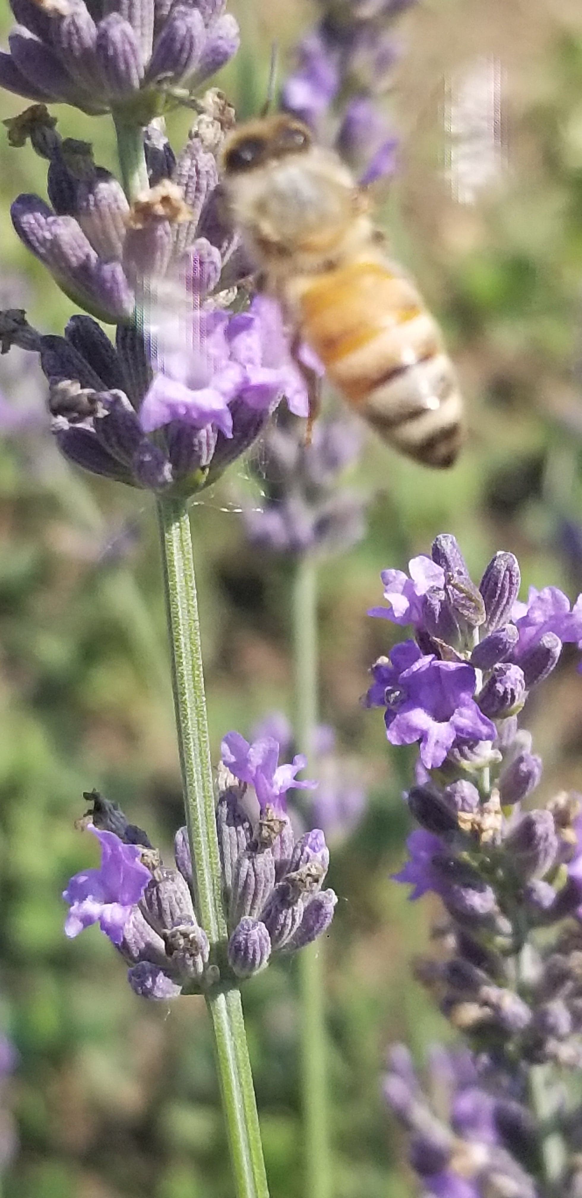 Sleepy Bees Lavender Farm