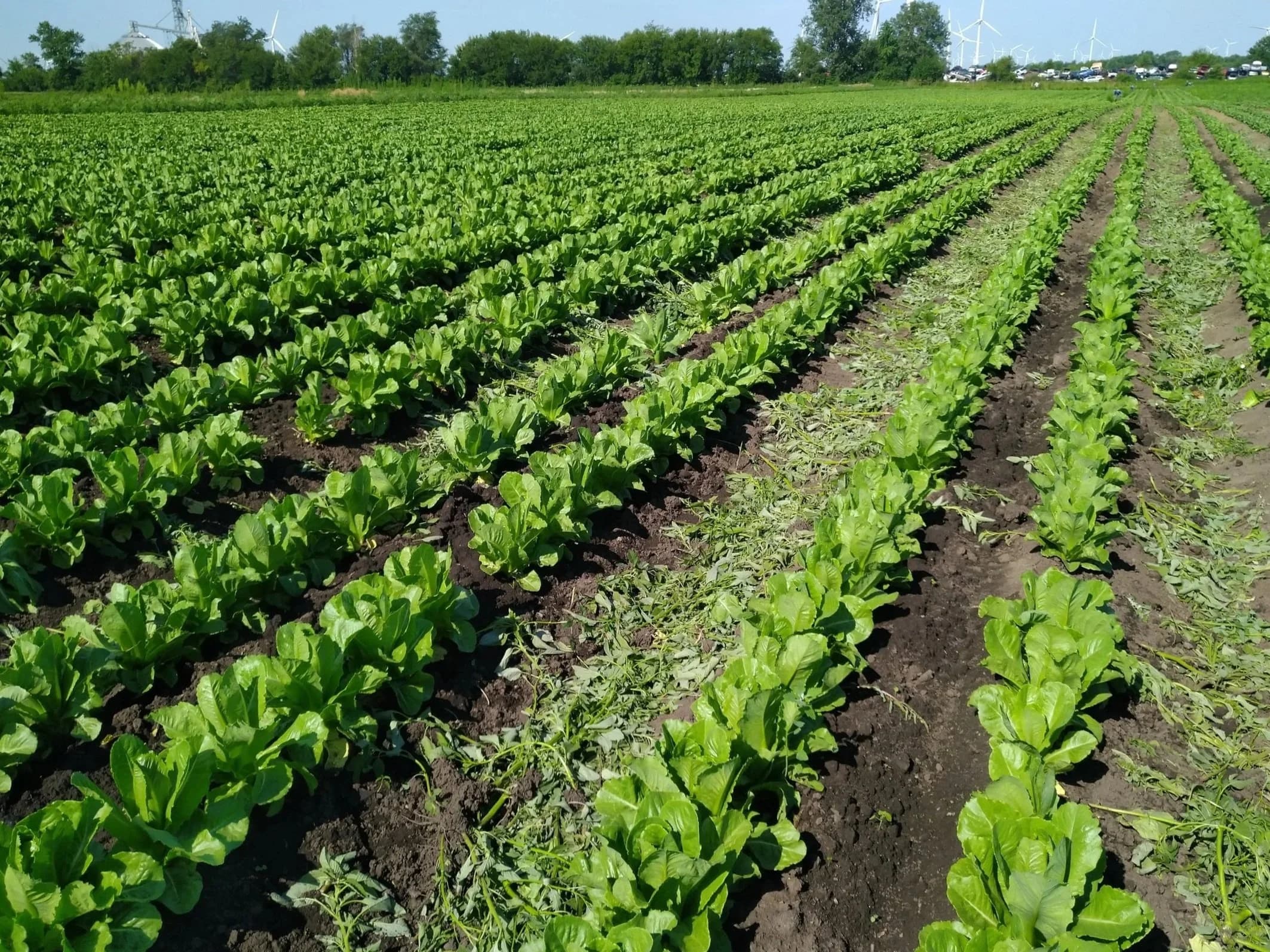 SM Farms