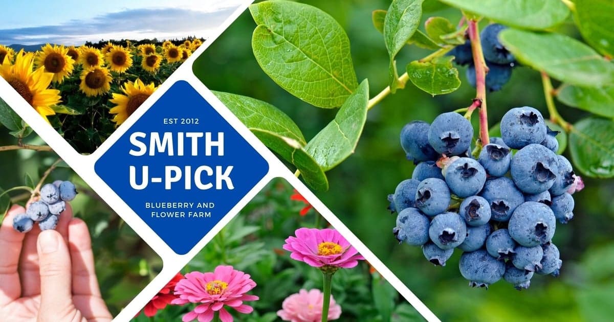 Smith U-Pick Blueberries and Flowers