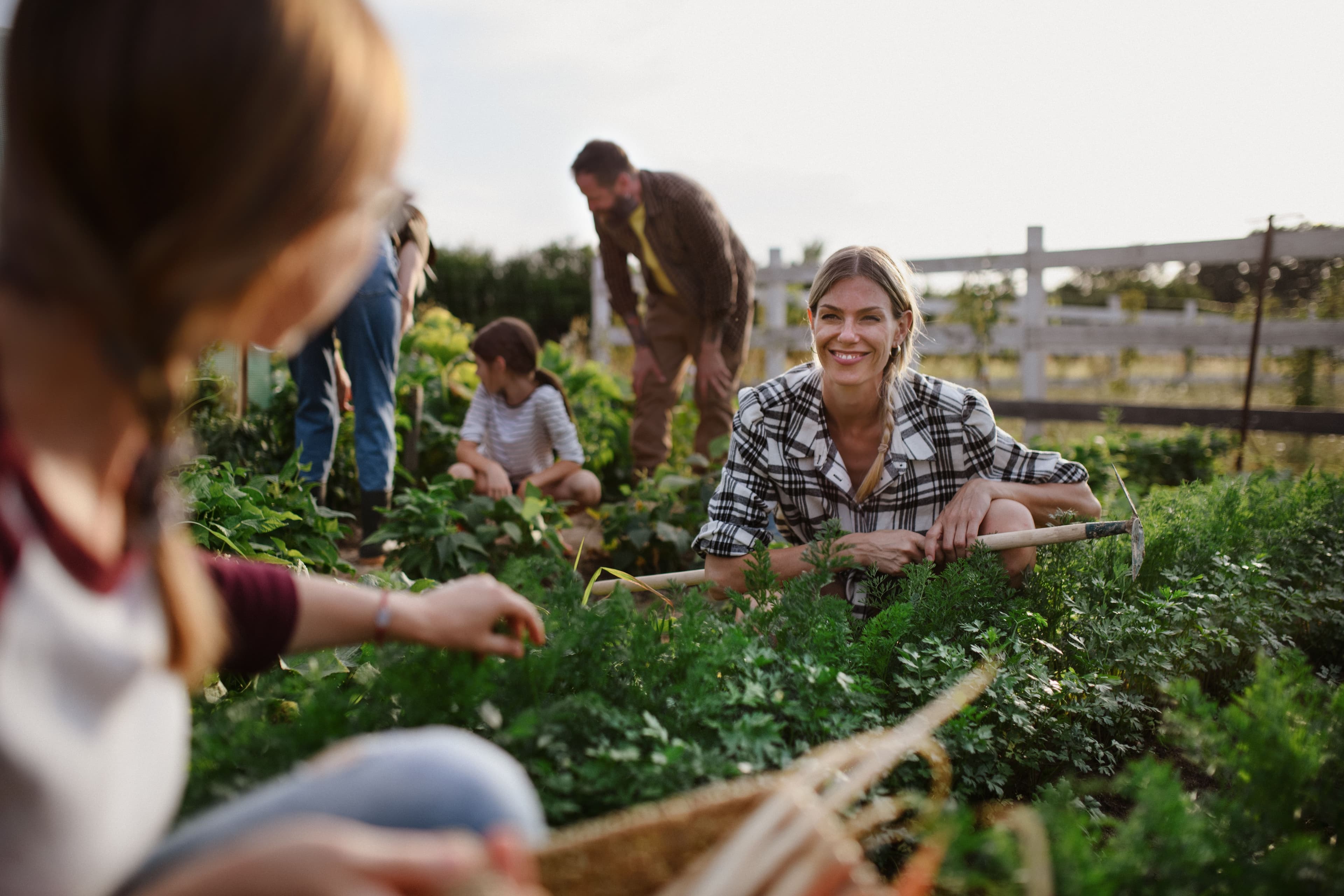 SolFed Farms
