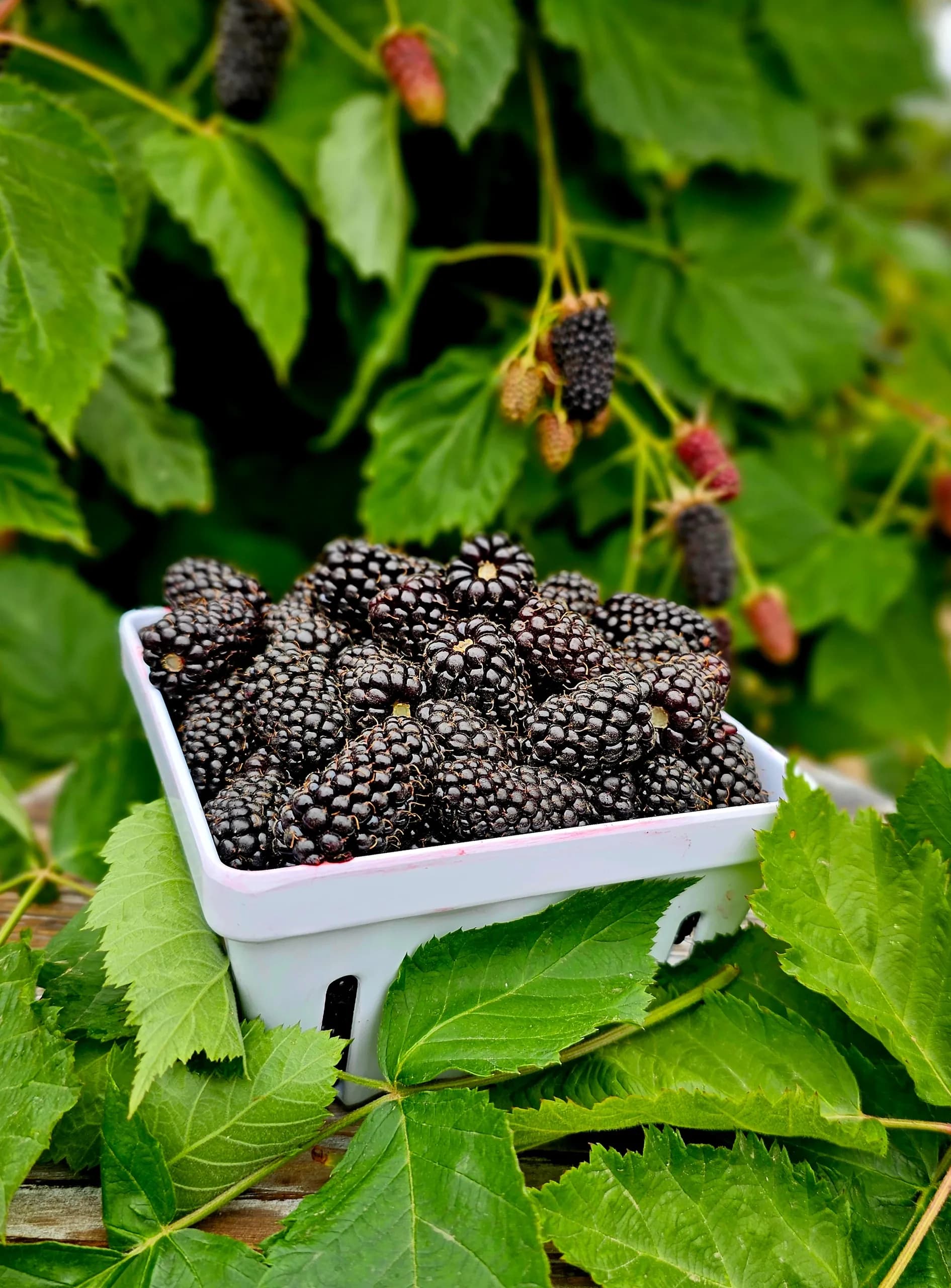South Barlow Berries photo 2