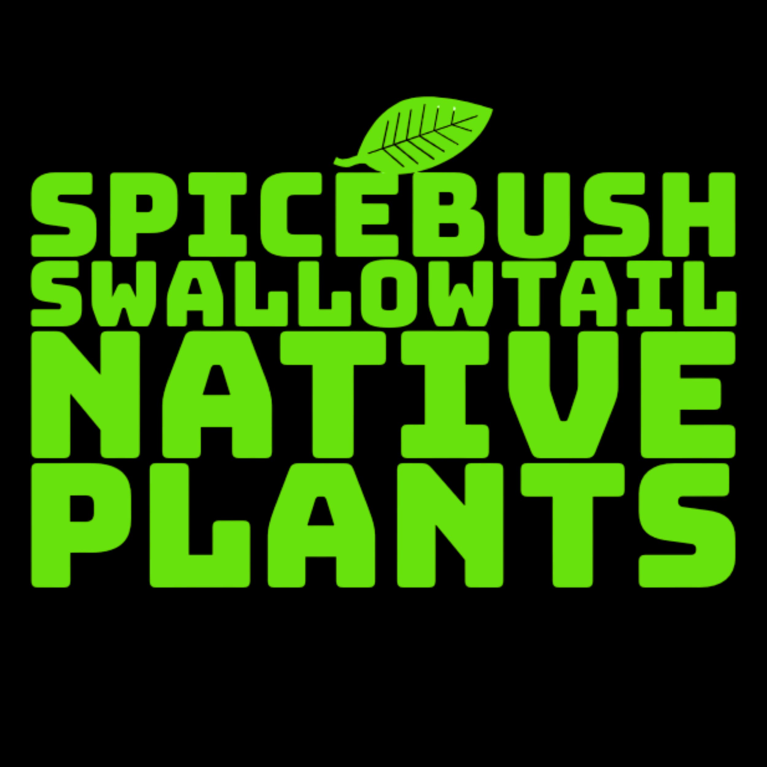 Spicebush