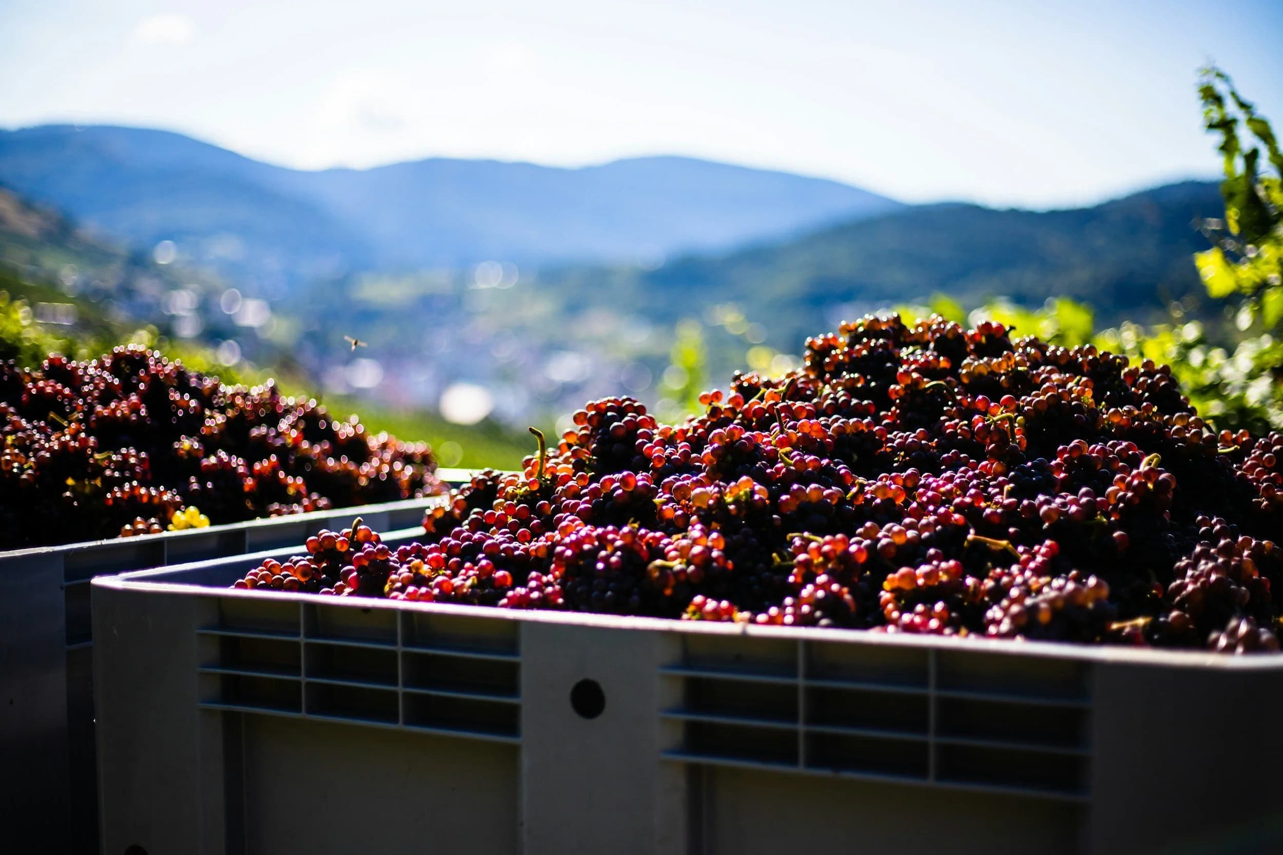 Spinster Wine Company