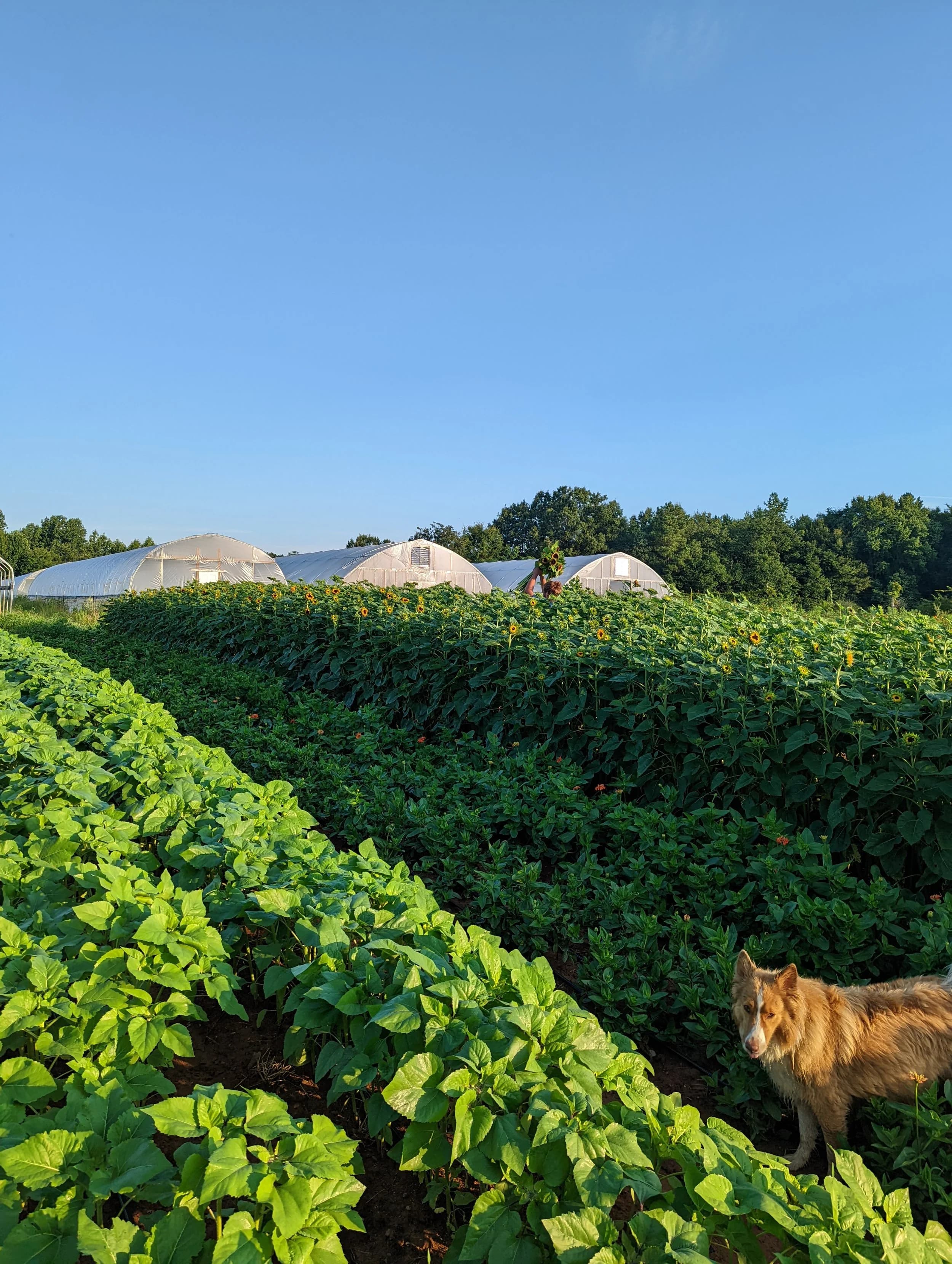 Split Acre Farm photo 2