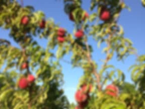 St. Andre Orchard