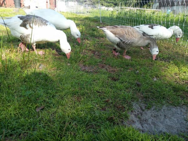 Stellar Game Birds, Poultry, Waterfowl LLC photo 2