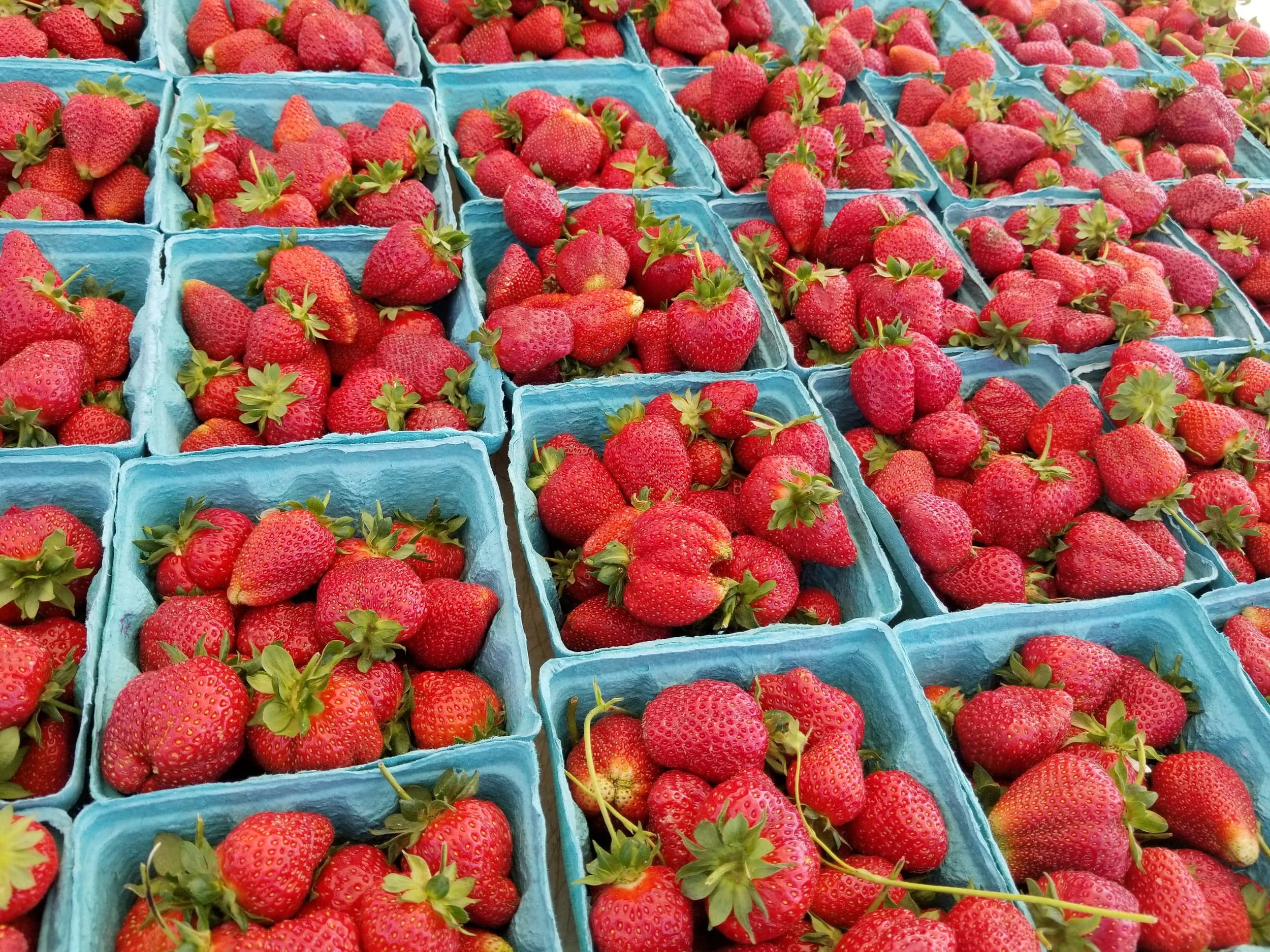 Stephen Specca Farms
