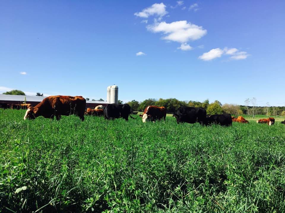 Stewart Grass Fed Beef photo 2