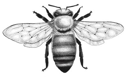 Stonewall Apiary Honey