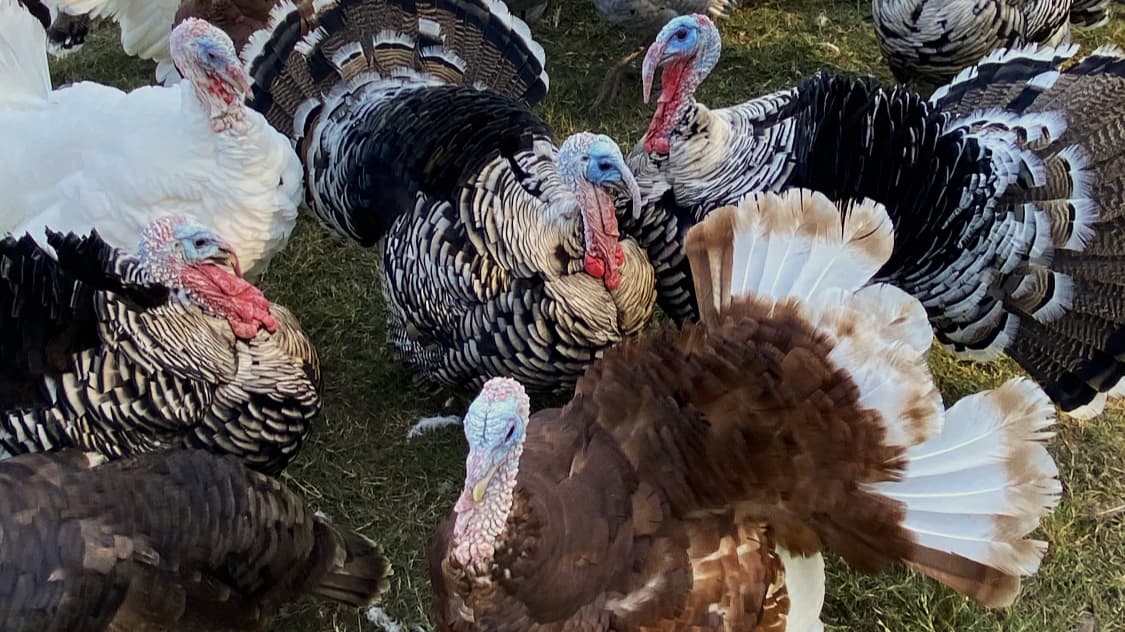 Stout Creek Farm photo 2