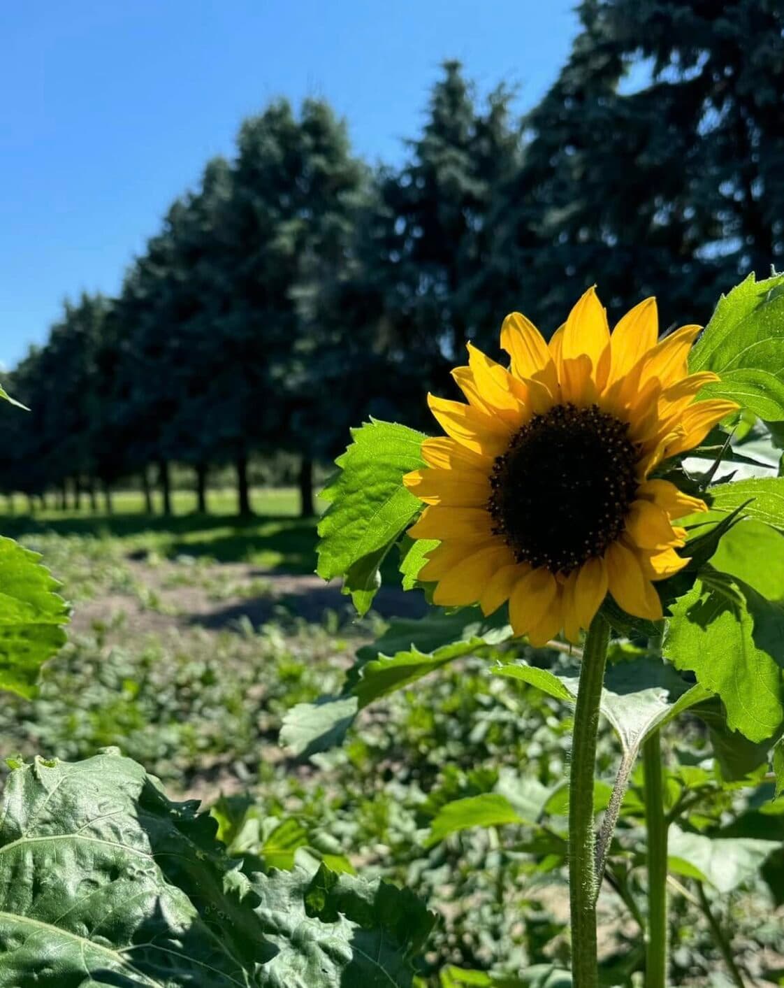 Sun Kissed Farms